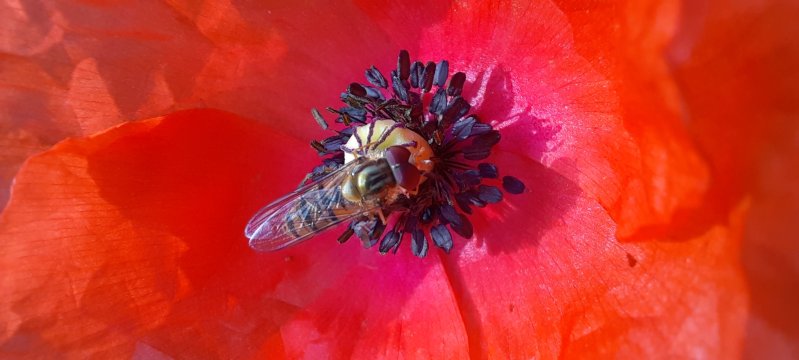 Un précieux coquelicot. Au jardin.Lise Jaloux